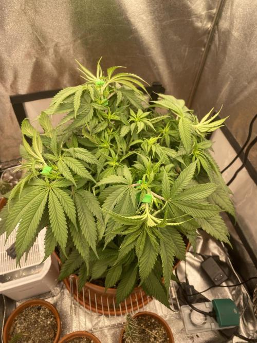 Jamaican Pearl. Week 9