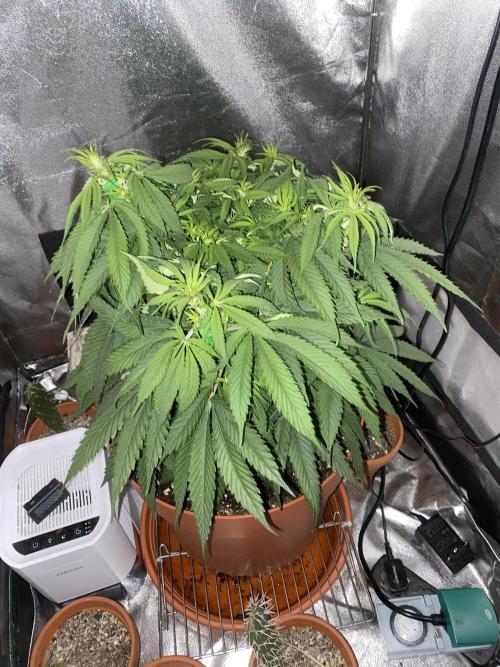 Jamaican Pearl. Week 10