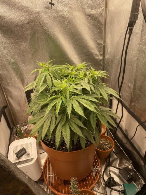 Jamaican Pearl. Week 10