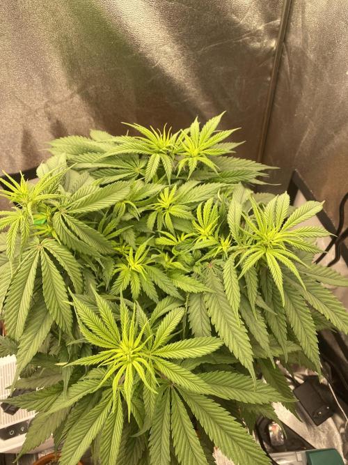 Jamaican Pearl. Week 10