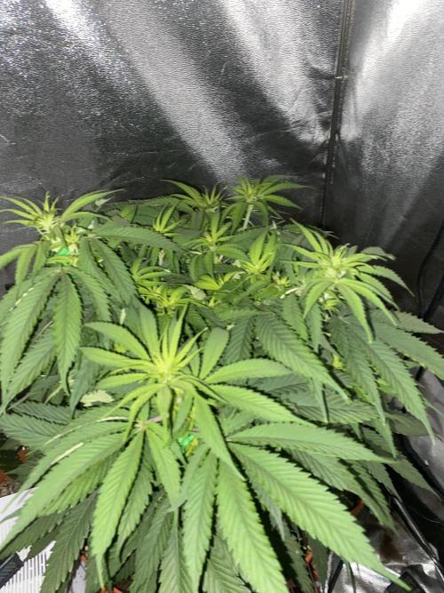 Jamaican Pearl. Week 10