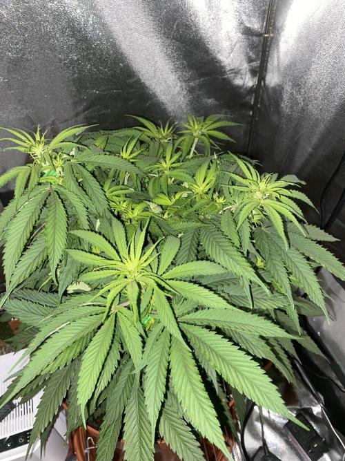 Jamaican Pearl. Week 10