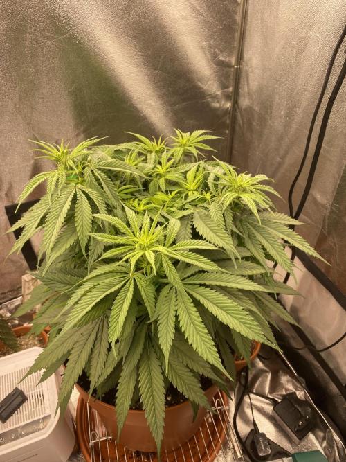 Jamaican Pearl. Week 10