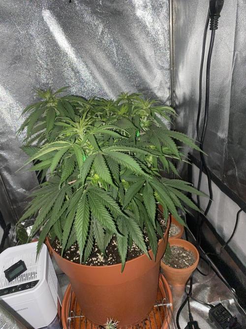 Jamaican Pearl. Week 10