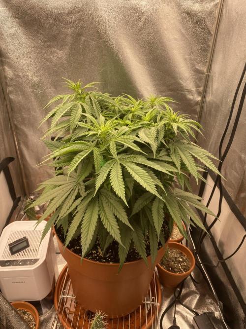 Jamaican Pearl. Week 10