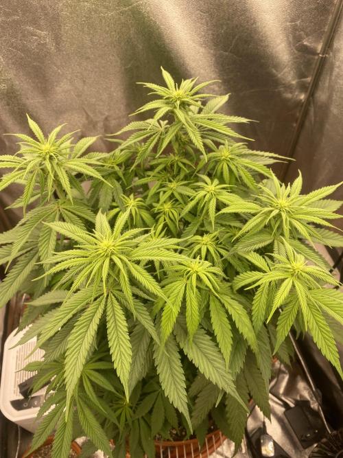 Jamaican Pearl. Week 11