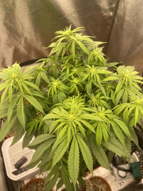 Jamaican Pearl. Week 11