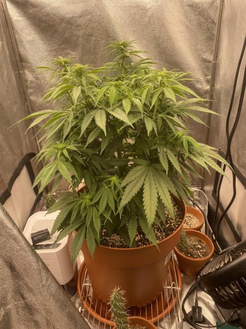 Jamaican Pearl. Week 11