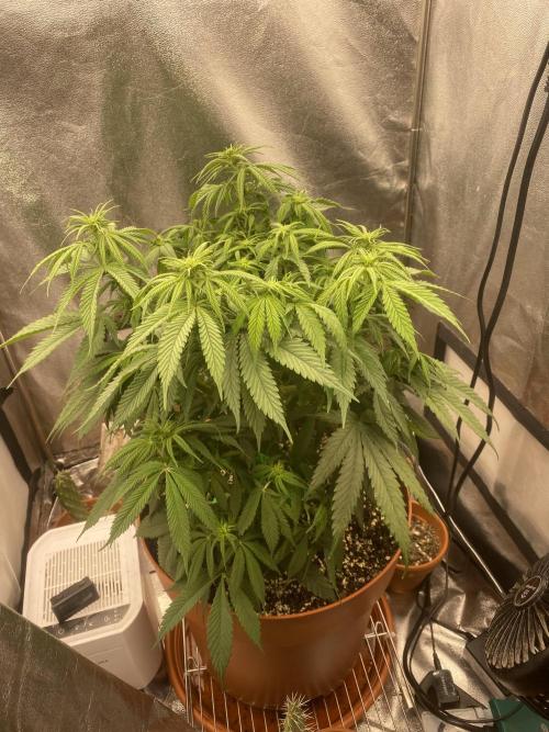 Jamaican Pearl. Week 11