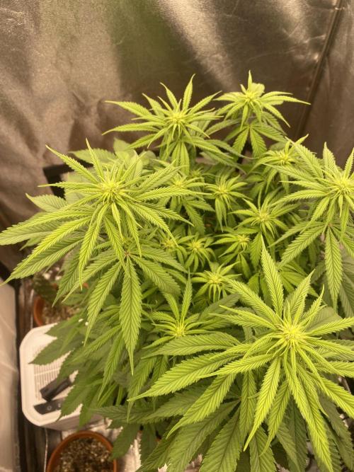 Jamaican Pearl. Week 11