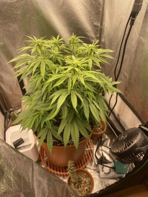 Jamaican Pearl. Week 11