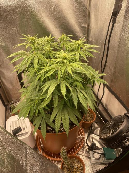 Jamaican Pearl. Week 11