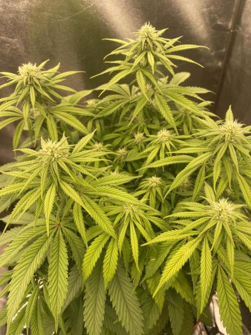 Jamaican Pearl. Week 12