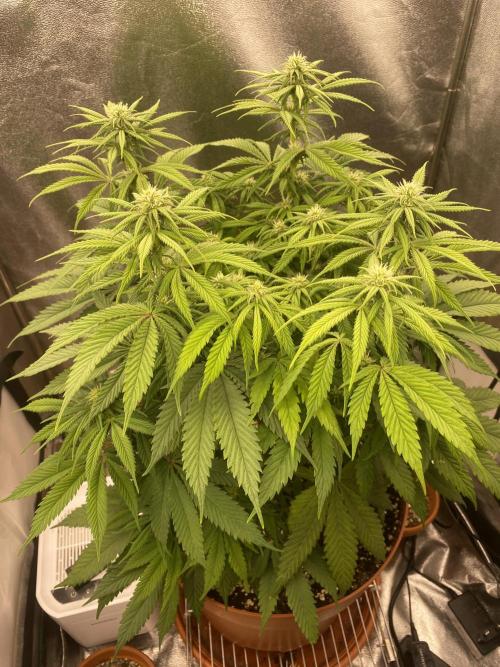 Jamaican Pearl. Week 12