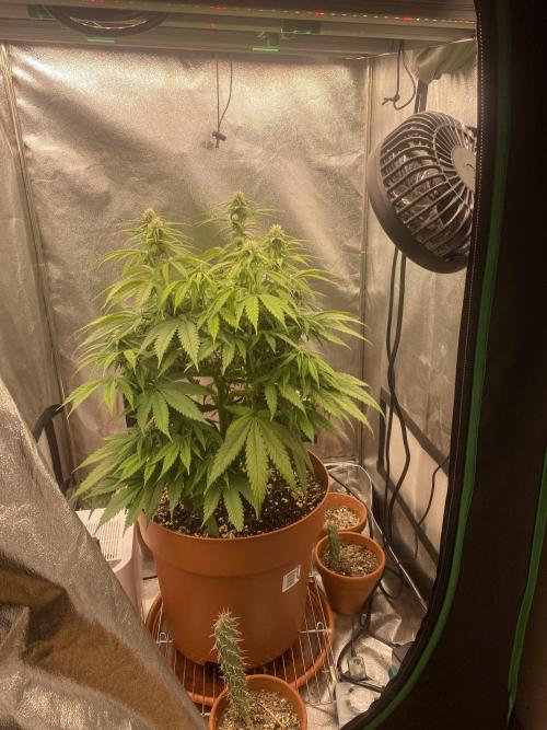 Jamaican Pearl. Week 12