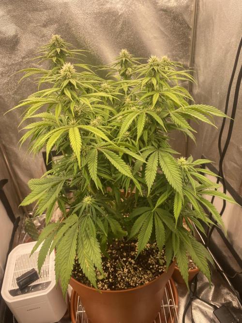 Jamaican Pearl. Week 12