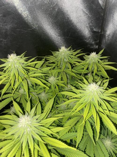 Jamaican Pearl. Week 13