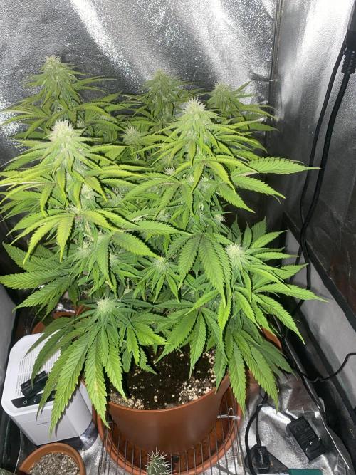 Jamaican Pearl. Week 13