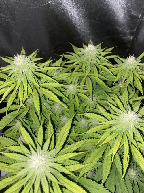 Jamaican Pearl. Week 13