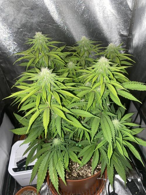 Jamaican Pearl. Week 13