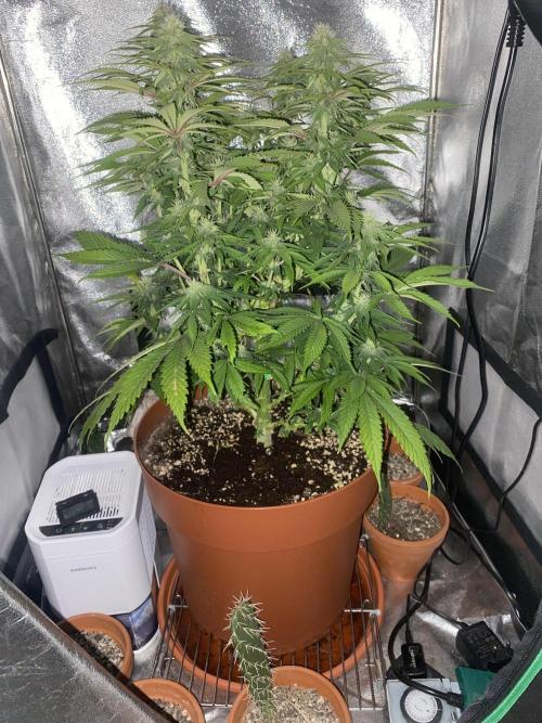Jamaican Pearl. Week 13