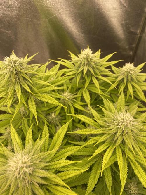 Jamaican Pearl. Week 14