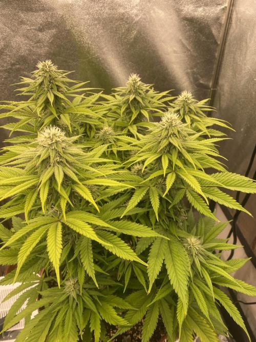 Jamaican Pearl. Week 14