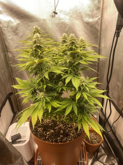 Jamaican Pearl. Week 14