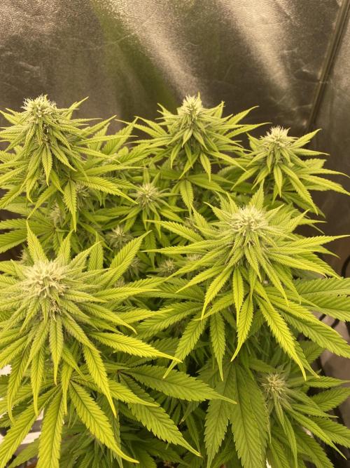 Jamaican Pearl. Week 14