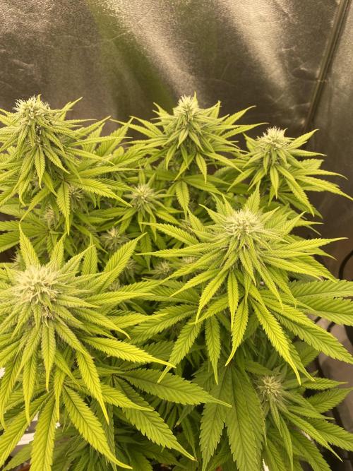 Jamaican Pearl. Week 14