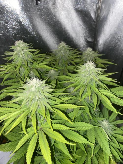 Jamaican Pearl. Week 14