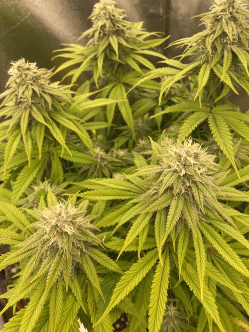 Jamaican Pearl. Week 15