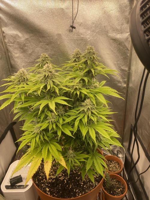 Jamaican Pearl. Week 15