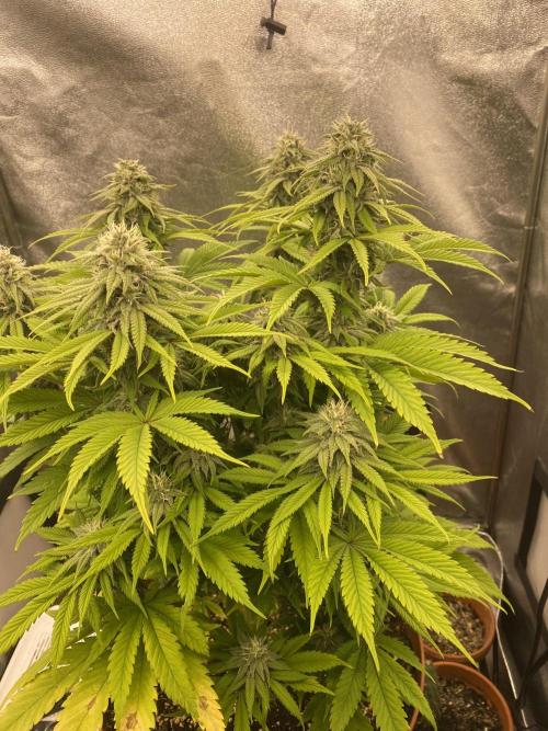 Jamaican Pearl. Week 15