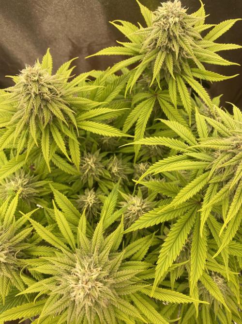 Jamaican Pearl. Week 15