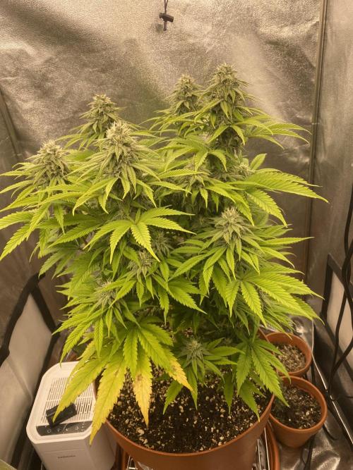 Jamaican Pearl. Week 15