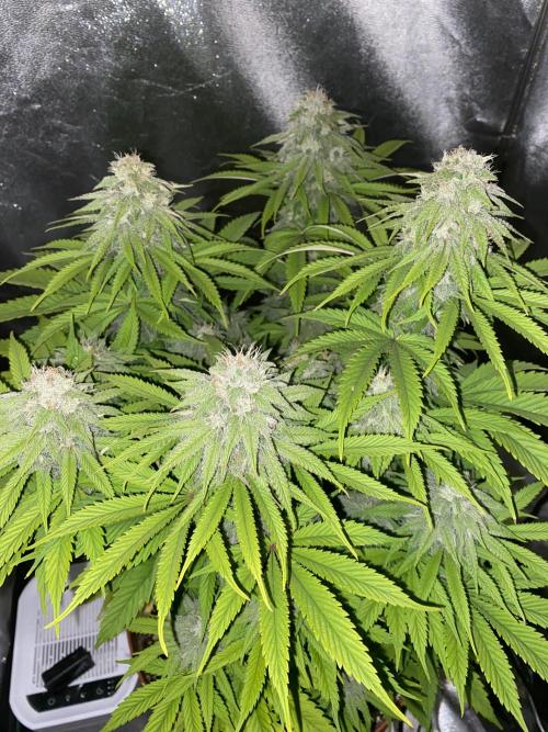 Jamaican Pearl. Week 15