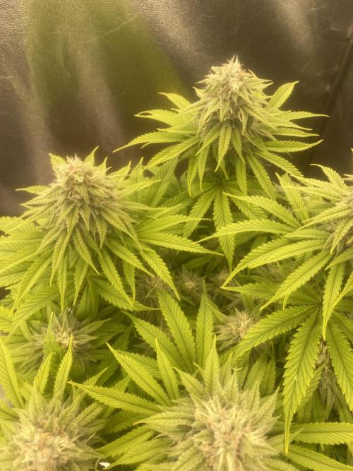 Jamaican Pearl. Week 16