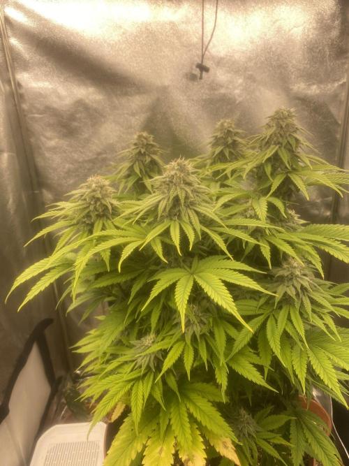 Jamaican Pearl. Week 16