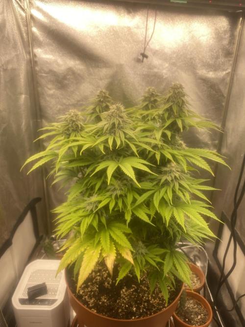 Jamaican Pearl. Week 16