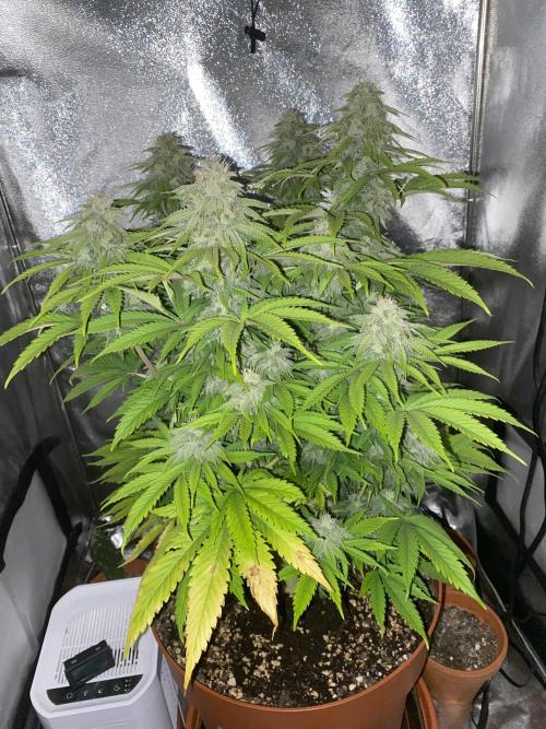 Jamaican Pearl. Week 16