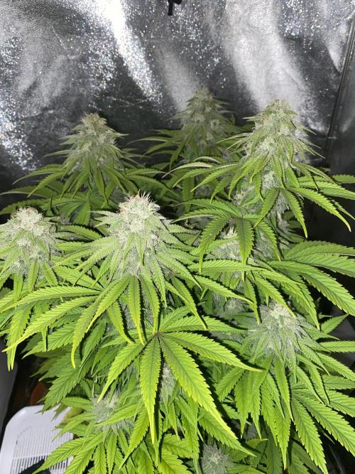 Jamaican Pearl. Week 16