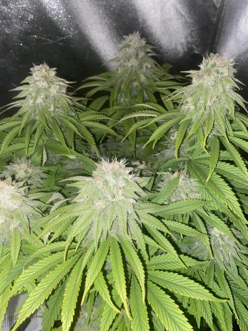 Jamaican Pearl. Week 16