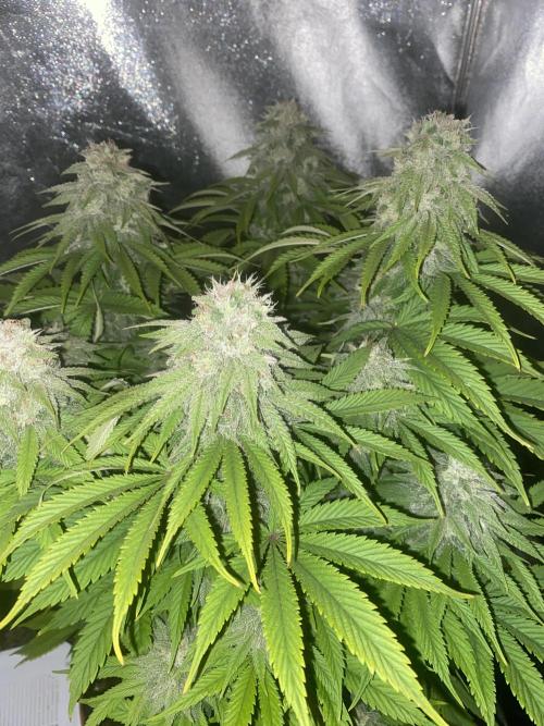 Jamaican Pearl. Week 16