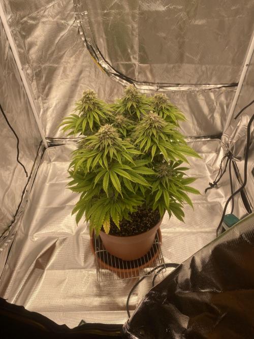 Jamaican Pearl. Week 17