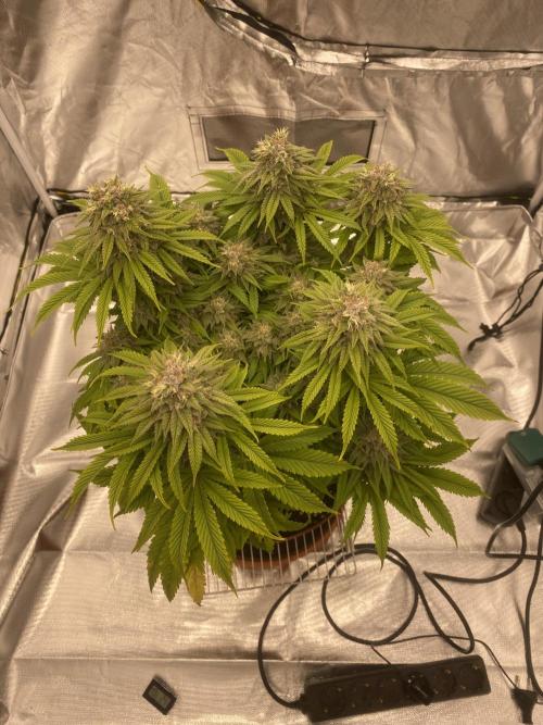 Jamaican Pearl. Week 17