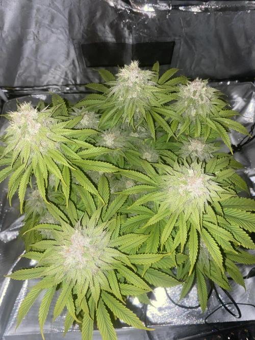 Jamaican Pearl. Week 17