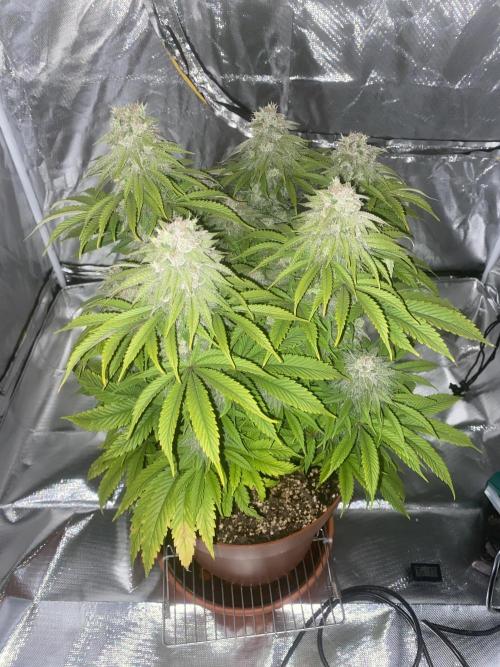 Jamaican Pearl. Week 17