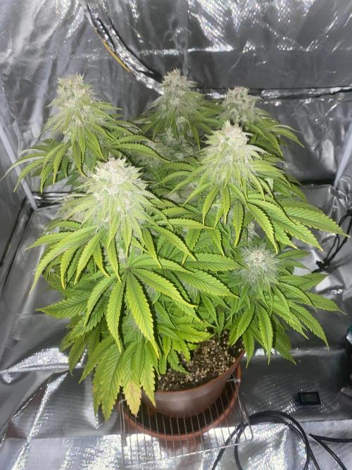 Jamaican Pearl. Week 17