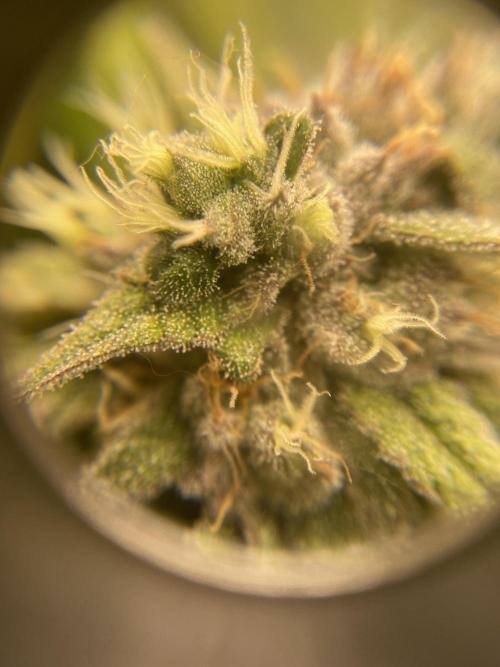 Jamaican Pearl. Week 17